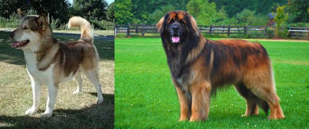 Leonberger vs Greenland Dog - Breed Comparison