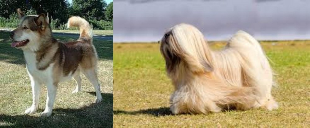 Lhasa Apso vs Greenland Dog - Breed Comparison