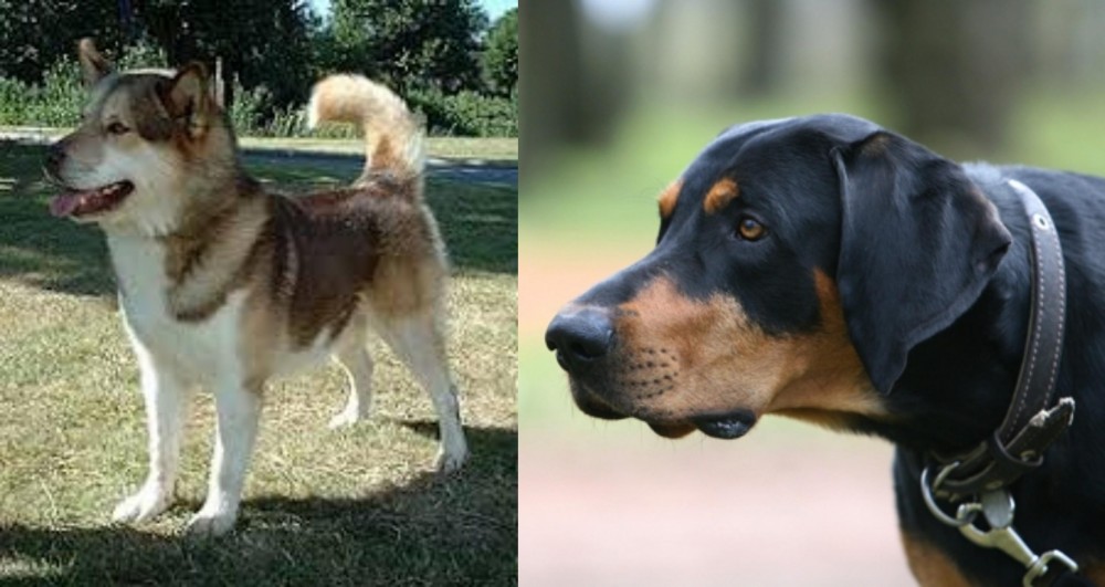 Lithuanian Hound vs Greenland Dog - Breed Comparison