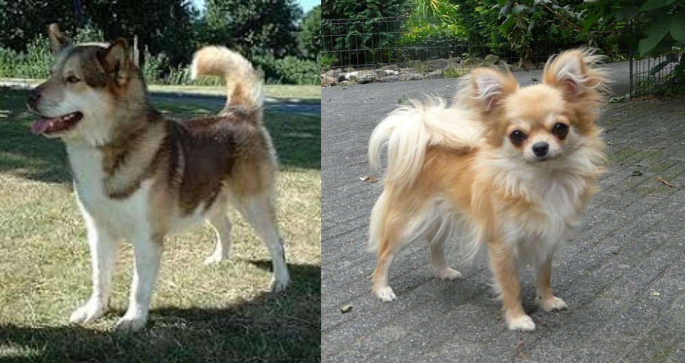 Long Haired Chihuahua vs Greenland Dog - Breed Comparison
