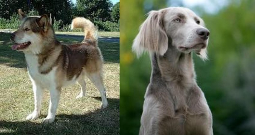 Longhaired Weimaraner vs Greenland Dog - Breed Comparison