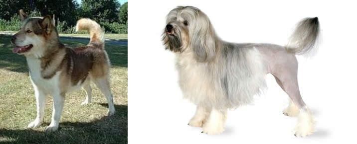 Lowchen vs Greenland Dog - Breed Comparison
