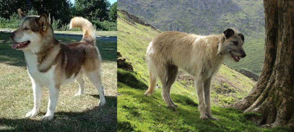 Lurcher vs Greenland Dog - Breed Comparison