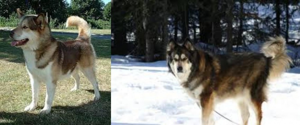 Mackenzie River Husky vs Greenland Dog - Breed Comparison