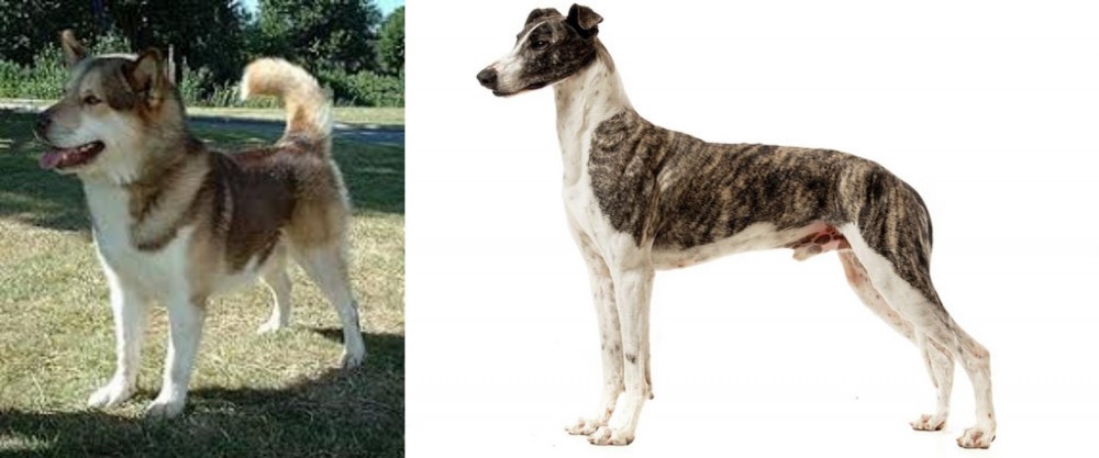 Magyar Agar vs Greenland Dog - Breed Comparison