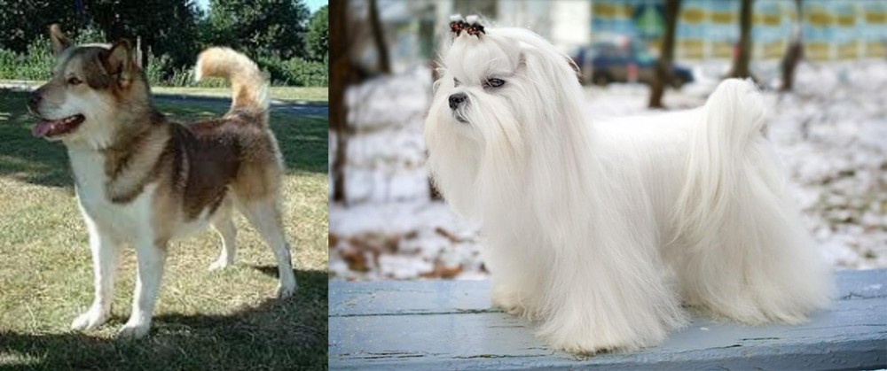 Maltese vs Greenland Dog - Breed Comparison