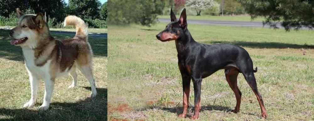 Manchester Terrier vs Greenland Dog - Breed Comparison