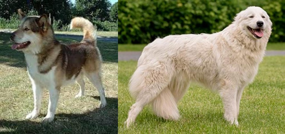 Maremma Sheepdog vs Greenland Dog - Breed Comparison