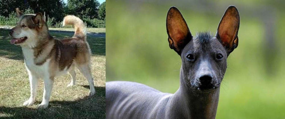 Mexican Hairless vs Greenland Dog - Breed Comparison