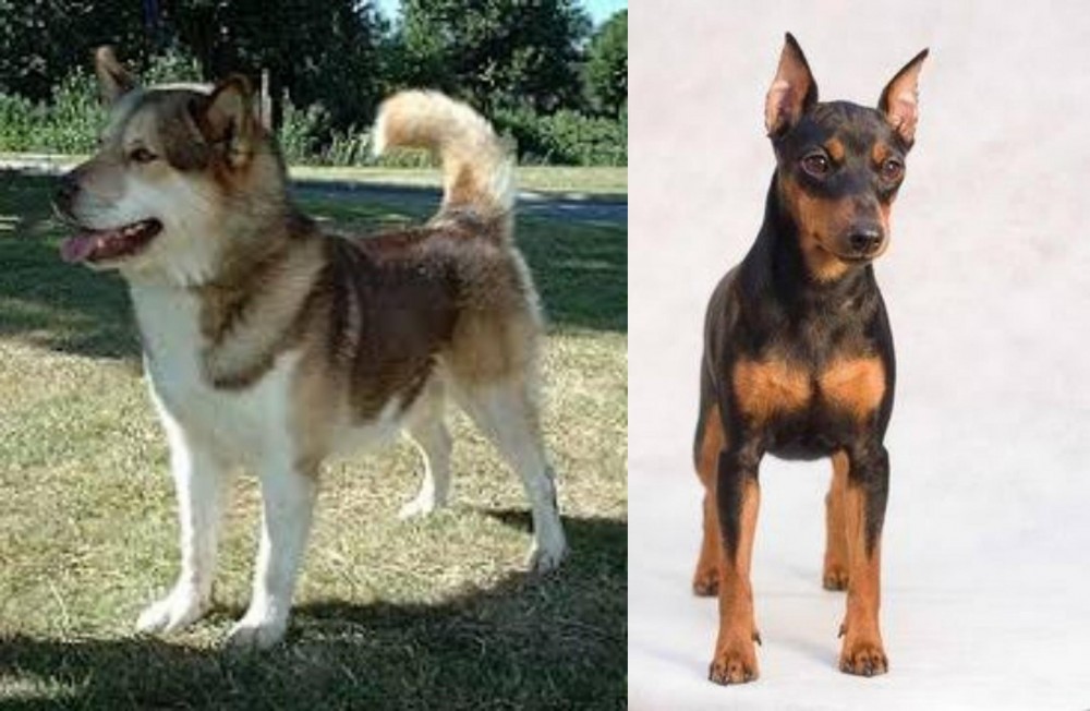 Miniature Pinscher vs Greenland Dog - Breed Comparison