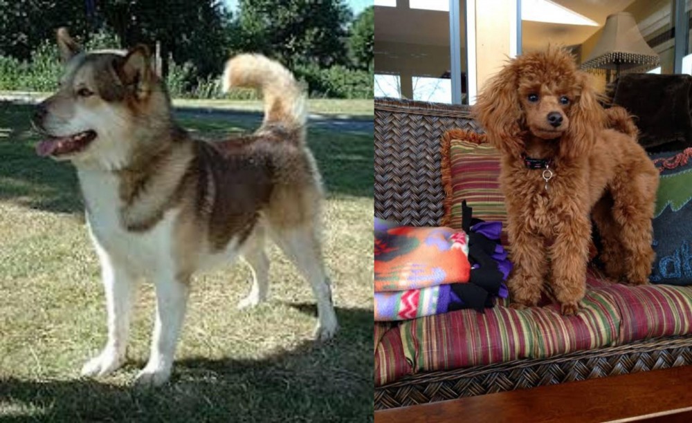 Miniature Poodle vs Greenland Dog - Breed Comparison