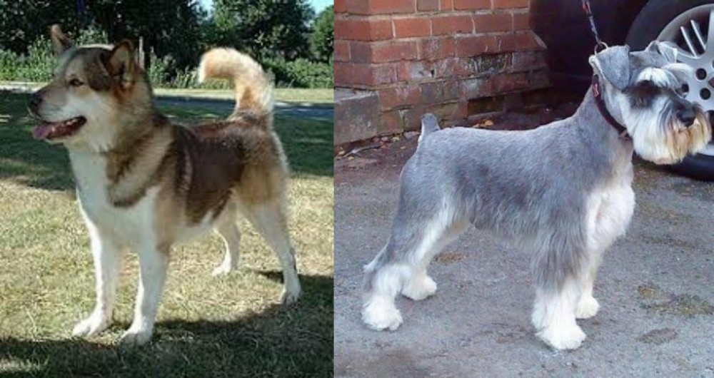 Miniature Schnauzer vs Greenland Dog - Breed Comparison