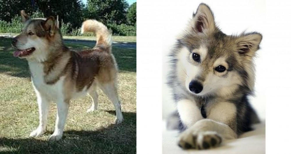 Miniature Siberian Husky vs Greenland Dog - Breed Comparison