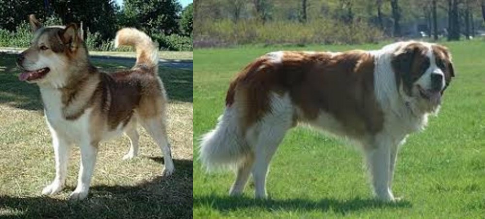 Moscow Watchdog vs Greenland Dog - Breed Comparison