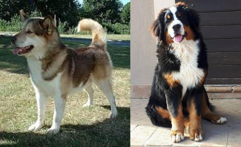 Mountain Burmese vs Greenland Dog - Breed Comparison