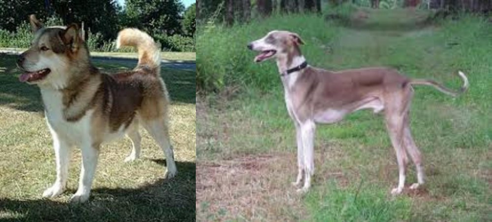 Mudhol Hound vs Greenland Dog - Breed Comparison