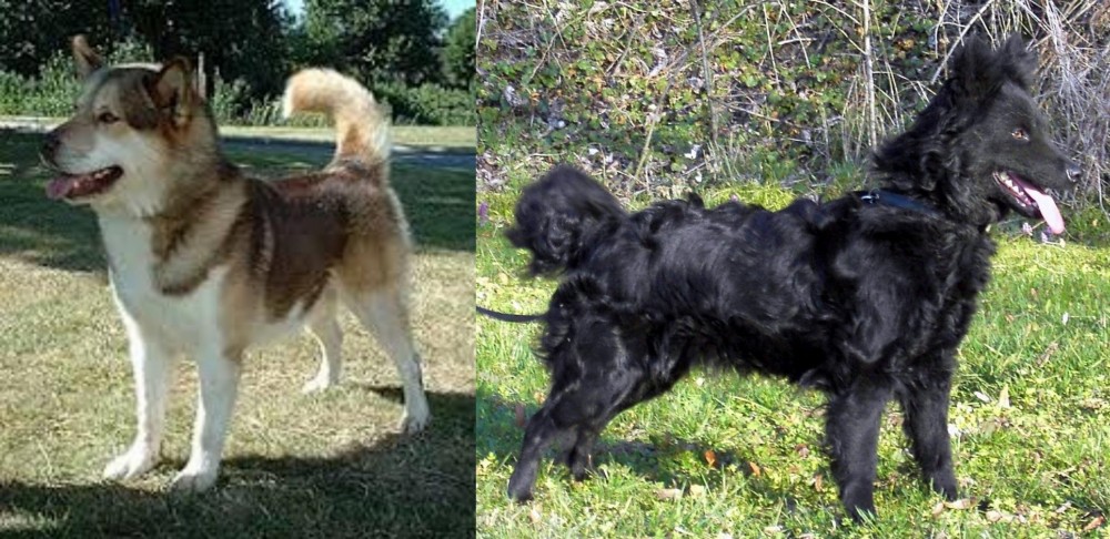 Mudi vs Greenland Dog - Breed Comparison