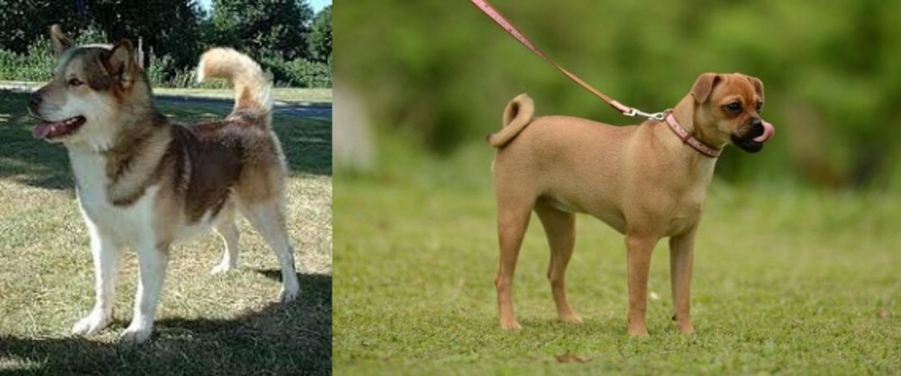Muggin vs Greenland Dog - Breed Comparison