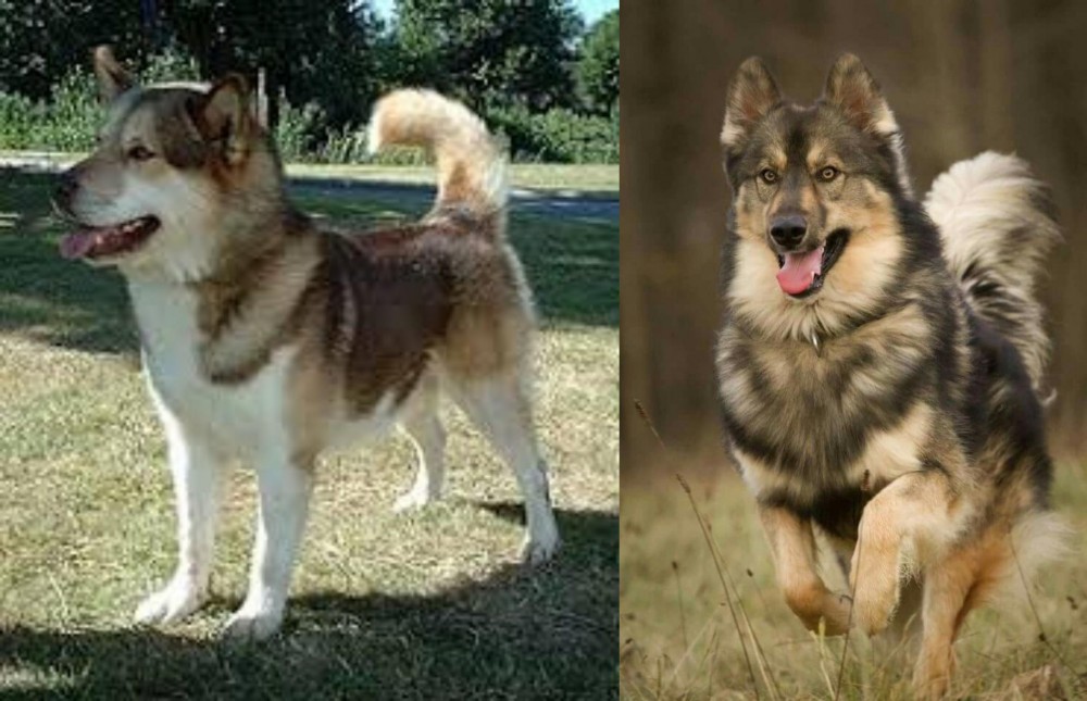 Native American Indian Dog vs Greenland Dog - Breed Comparison