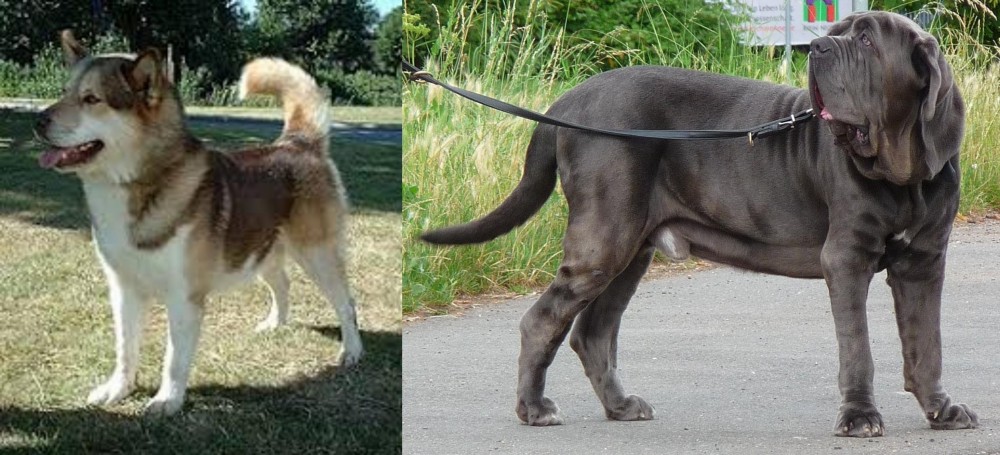 Neapolitan Mastiff vs Greenland Dog - Breed Comparison
