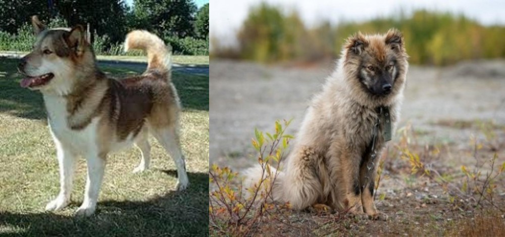 Nenets Herding Laika vs Greenland Dog - Breed Comparison