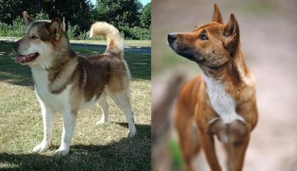 New Guinea Singing Dog vs Greenland Dog - Breed Comparison