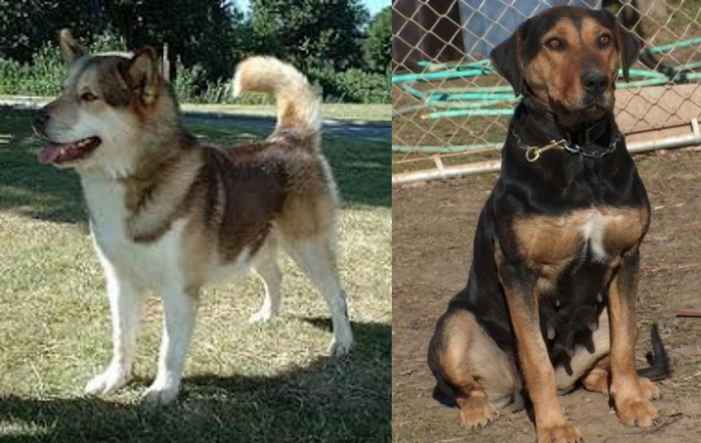 New Zealand Huntaway vs Greenland Dog - Breed Comparison