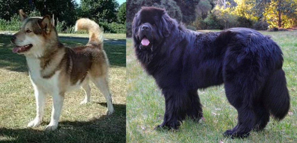Newfoundland Dog vs Greenland Dog - Breed Comparison