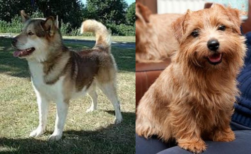 Norfolk Terrier vs Greenland Dog - Breed Comparison