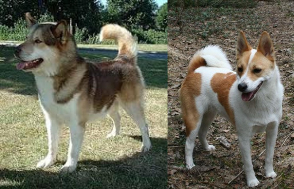 Norrbottenspets vs Greenland Dog - Breed Comparison