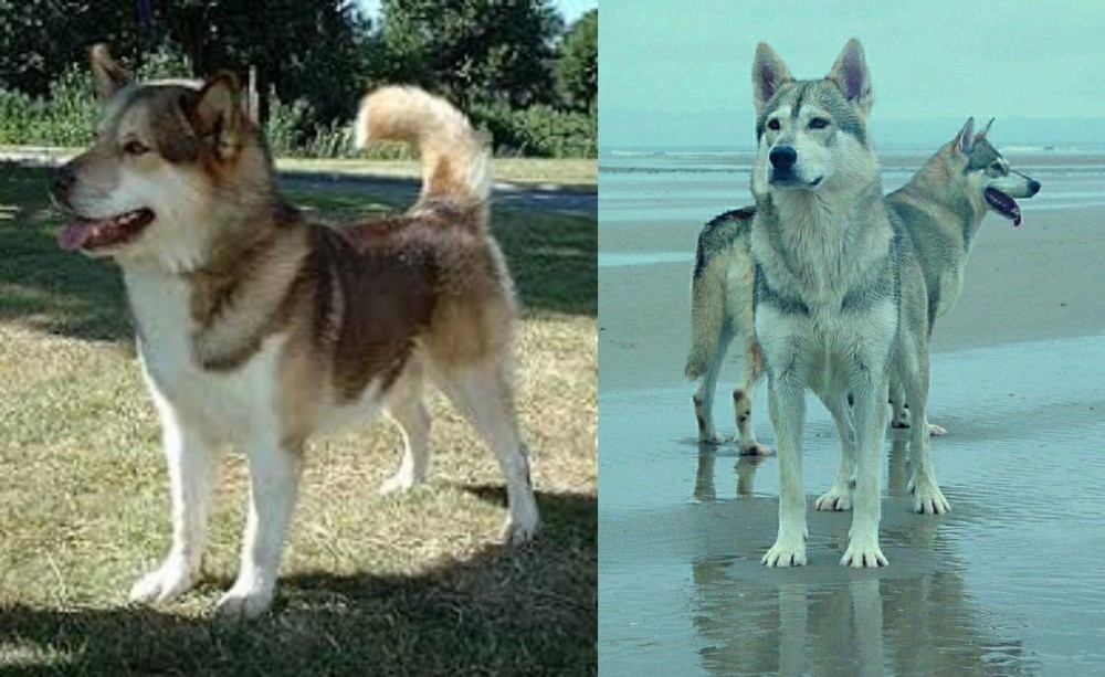 Northern Inuit Dog vs Greenland Dog - Breed Comparison