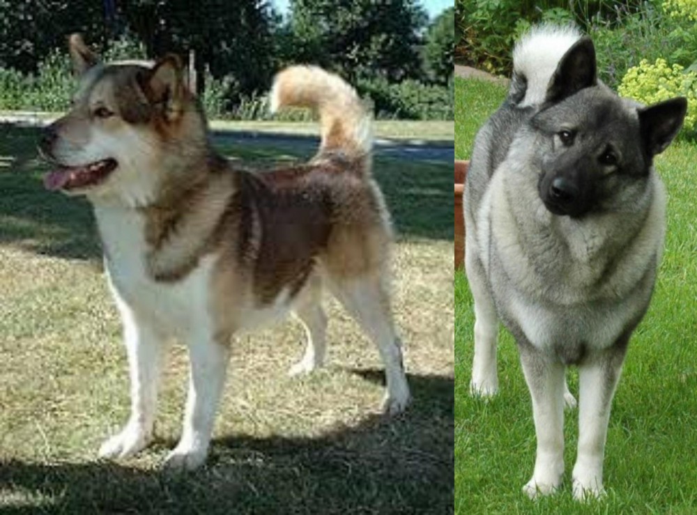 Norwegian Elkhound vs Greenland Dog - Breed Comparison