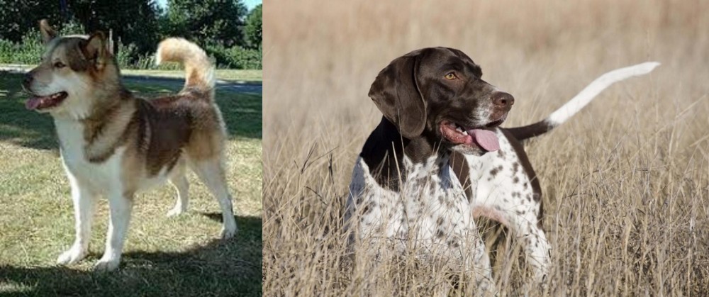 Old Danish Pointer vs Greenland Dog - Breed Comparison