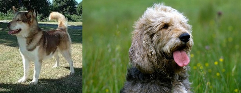 Otterhound vs Greenland Dog - Breed Comparison