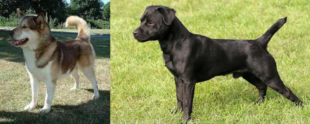 Patterdale Terrier vs Greenland Dog - Breed Comparison
