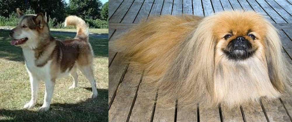 Pekingese vs Greenland Dog - Breed Comparison
