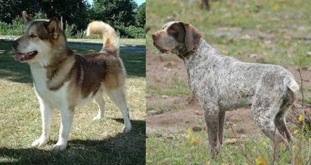 Perdiguero de Burgos vs Greenland Dog - Breed Comparison