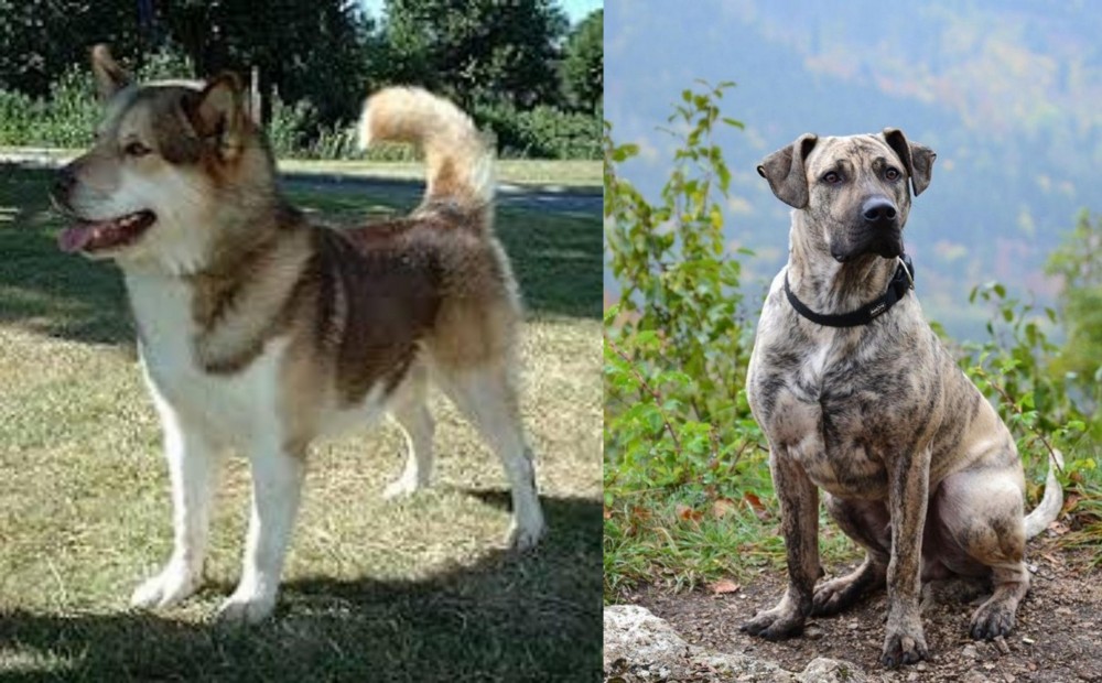 Perro Cimarron vs Greenland Dog - Breed Comparison