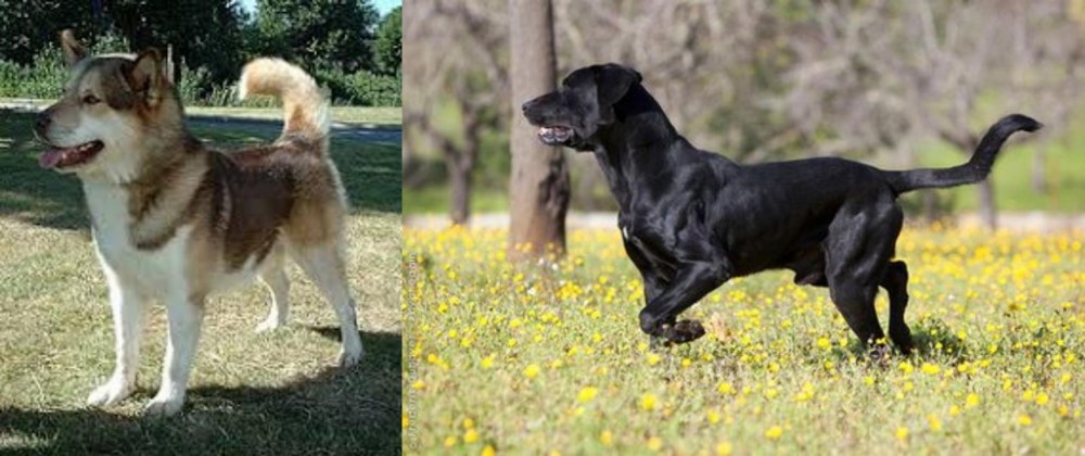 Perro de Pastor Mallorquin vs Greenland Dog - Breed Comparison