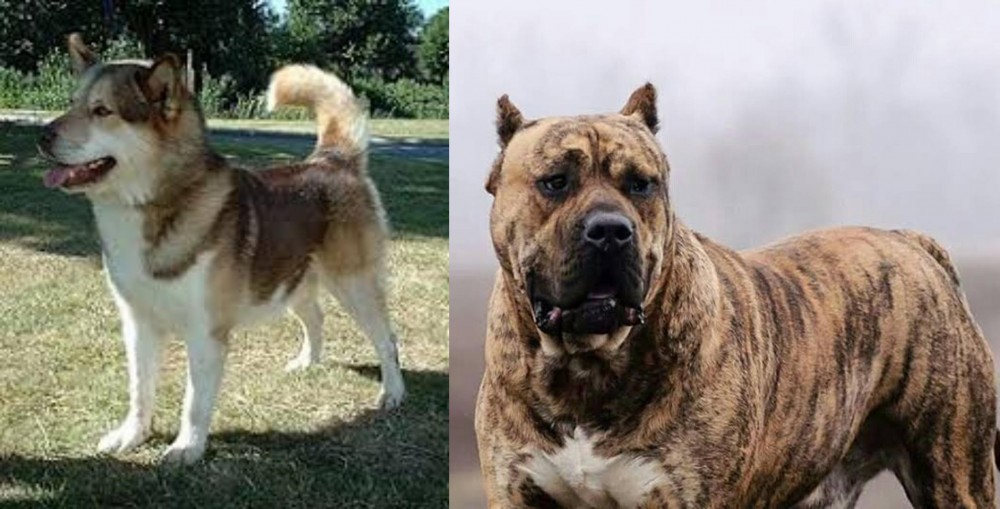 Perro de Presa Canario vs Greenland Dog - Breed Comparison