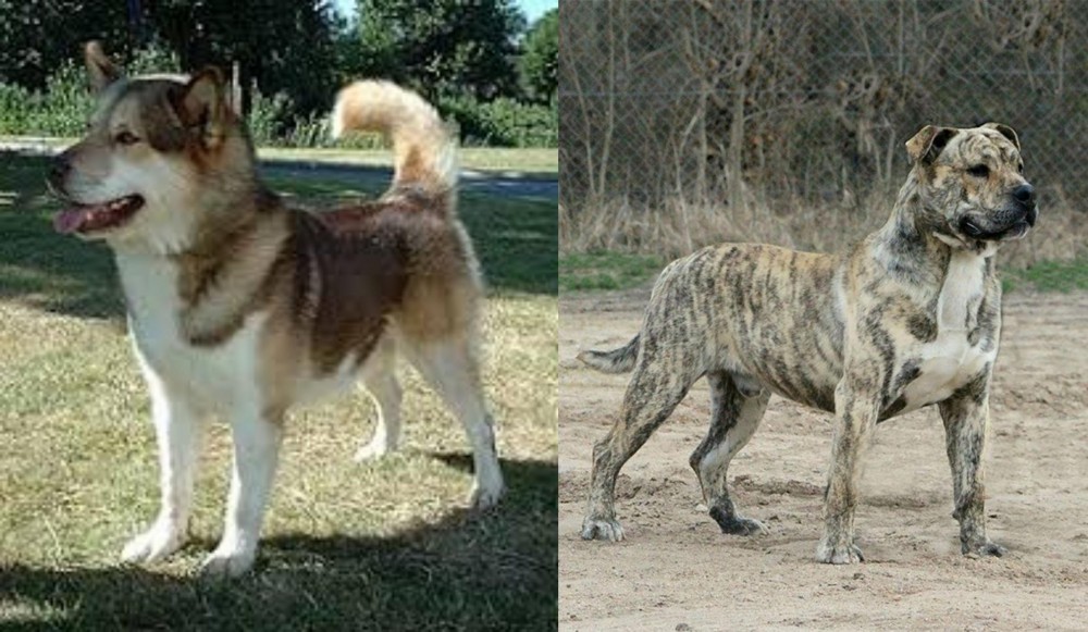 Perro de Presa Mallorquin vs Greenland Dog - Breed Comparison