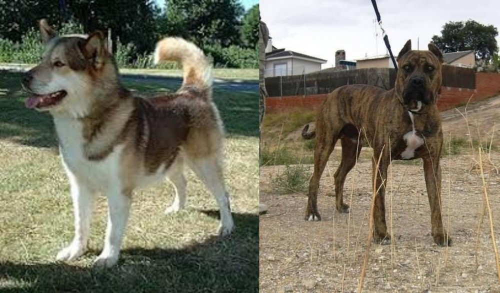 Perro de Toro vs Greenland Dog - Breed Comparison
