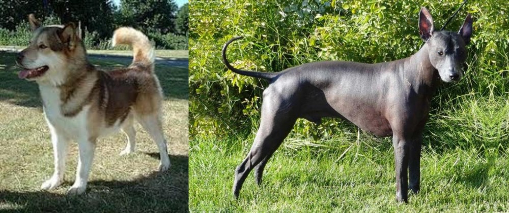 Peruvian Hairless vs Greenland Dog - Breed Comparison