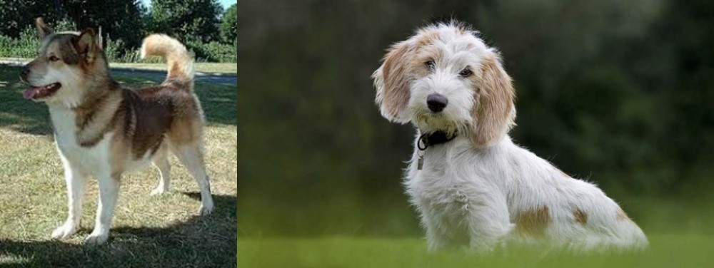 Petit Basset Griffon Vendeen vs Greenland Dog - Breed Comparison