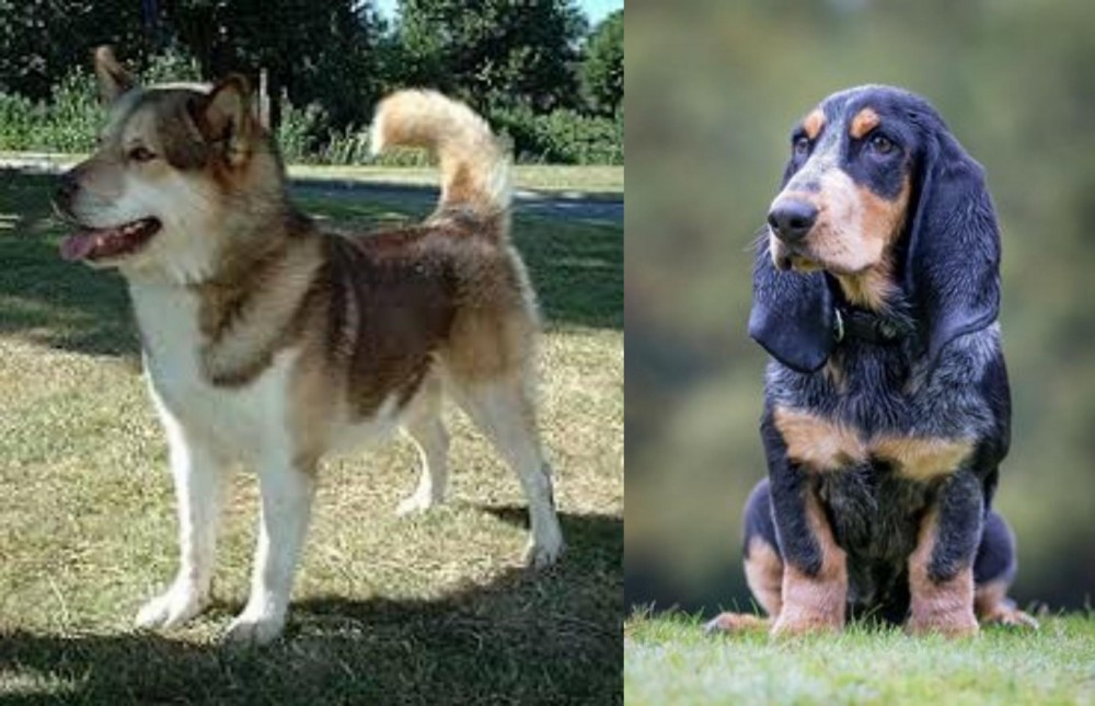Petit Bleu de Gascogne vs Greenland Dog - Breed Comparison