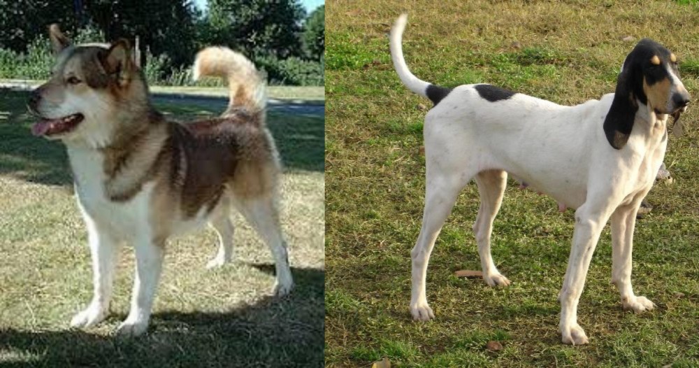 Petit Gascon Saintongeois vs Greenland Dog - Breed Comparison