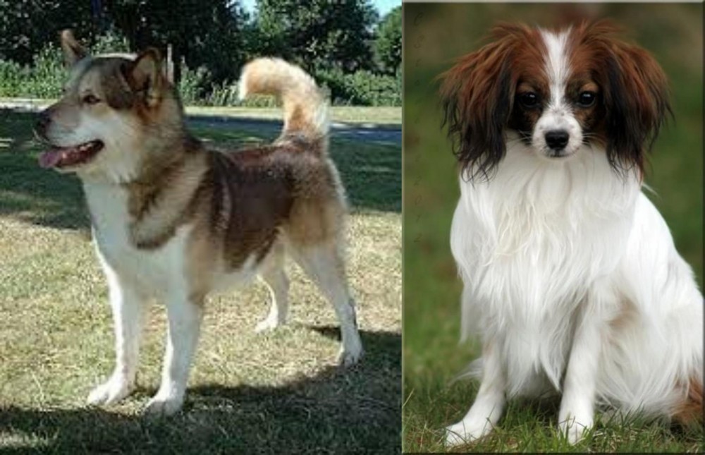 Phalene vs Greenland Dog - Breed Comparison