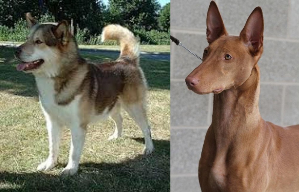 Pharaoh Hound vs Greenland Dog - Breed Comparison