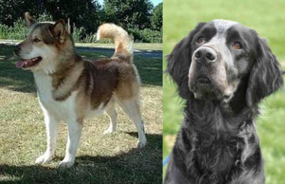 Picardy Spaniel vs Greenland Dog - Breed Comparison