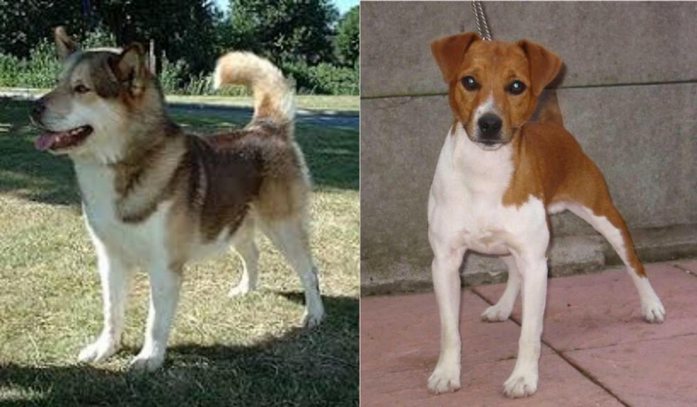 Plummer Terrier vs Greenland Dog - Breed Comparison